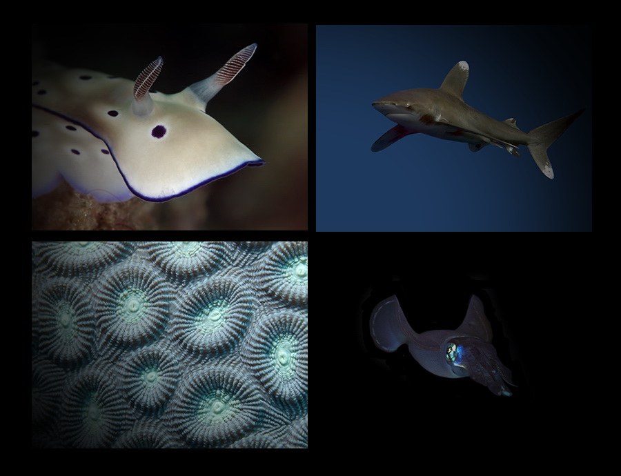 Фотографии подводного мира